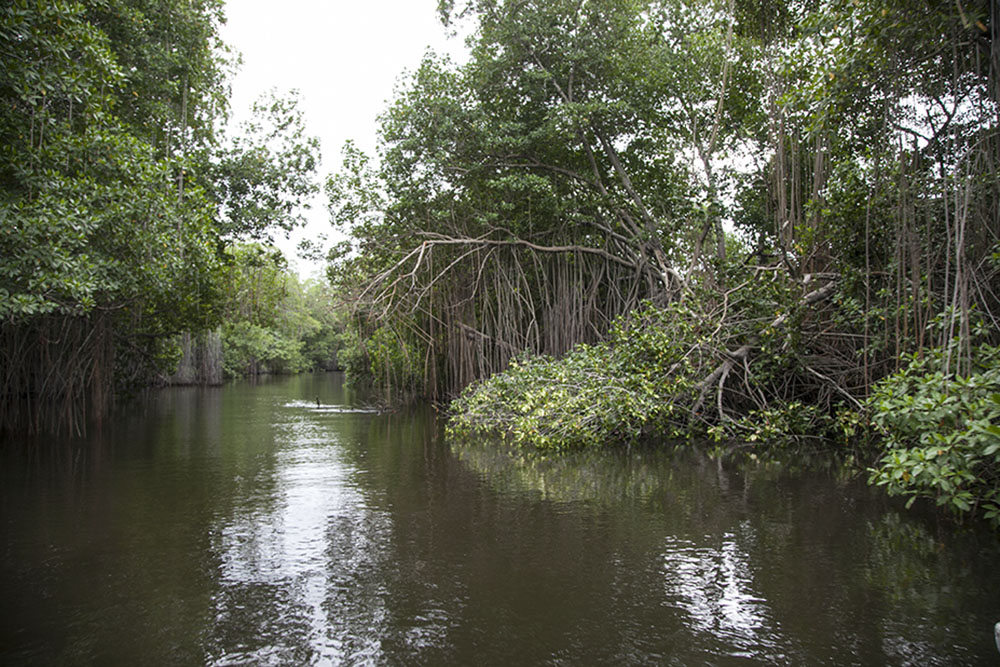 Black River Safari & Pelican Bar Tour Photo - Joe Cool Taxi and Tours Jamaica - Jamaican Taxi and Tours by Joe Cool - www.joecooltaxiandtoursjamaica.com - www.joecooltaxiandtoursjamaica.net