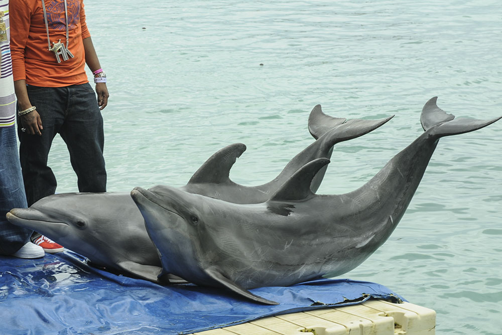 Dolphin Cove at Treasure Reef Tour Photo - Joe Cool Taxi and Tours Jamaica - Jamaican Taxi and Tours by Joe Cool - www.joecooltaxiandtoursjamaica.com - www.joecooltaxiandtoursjamaica.net